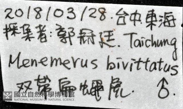雙帶扁蠅虎藏品圖，第11張