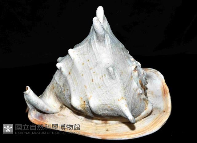 唐冠螺藏品圖，第11張