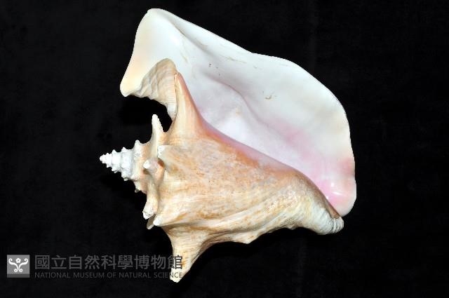 女王鳳凰螺藏品圖，第11張