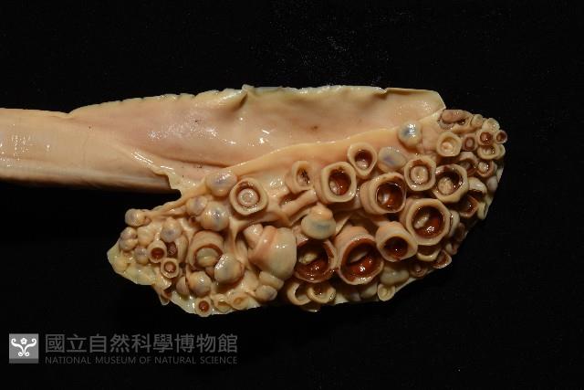 白斑烏賊藏品圖，第11張
