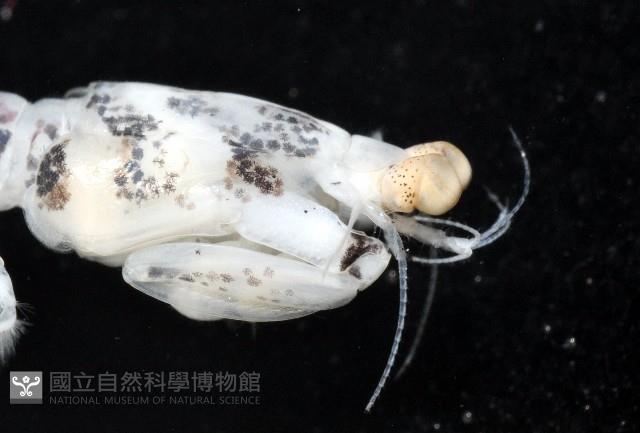 豹斑幼嫩蝦蛄藏品圖，第11張