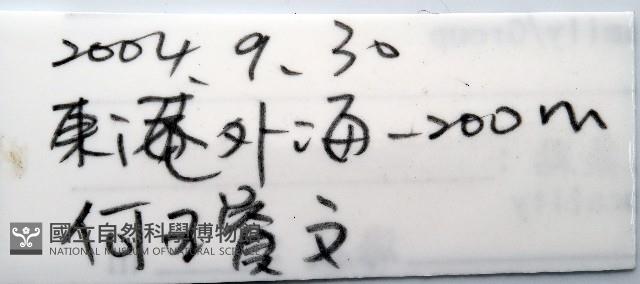 未知種浪漂水虱藏品圖，第11張