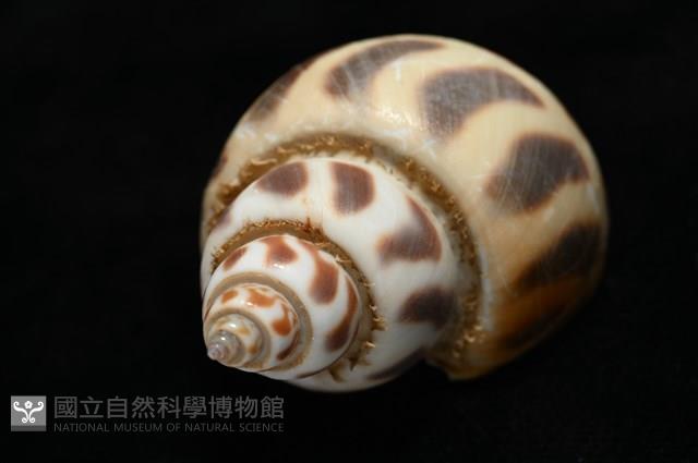 開氏鳳螺藏品圖，第11張