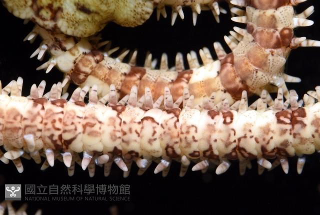 廣蜒蛇尾(韭廣蛇尾)藏品圖，第11張
