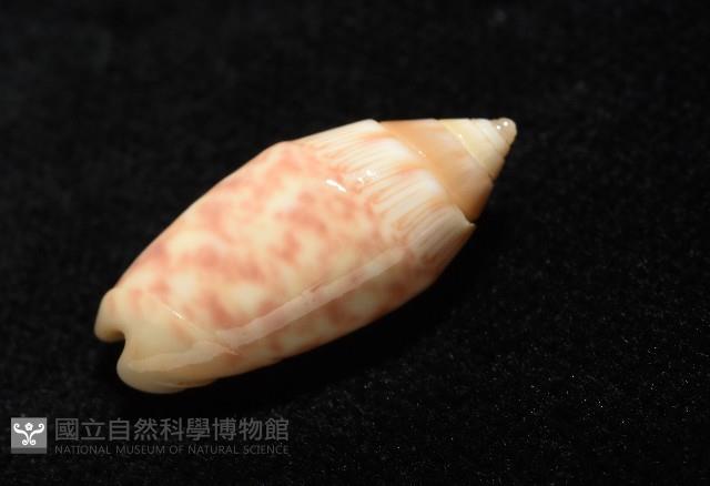 巴金森氏榧螺藏品圖，第11張