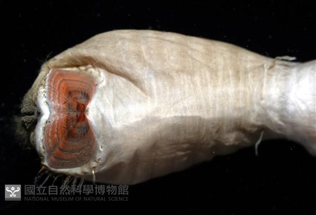 不倒翁蟲藏品圖，第11張