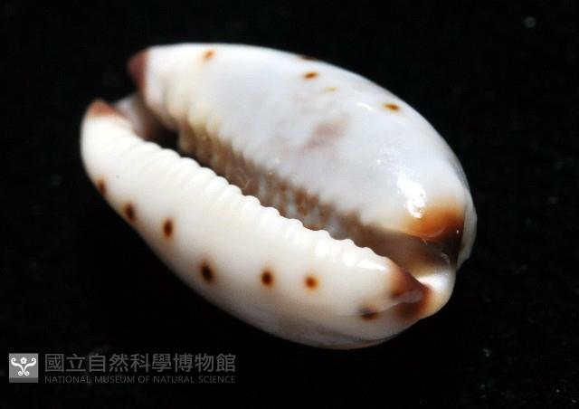 小眼寶螺藏品圖，第11張
