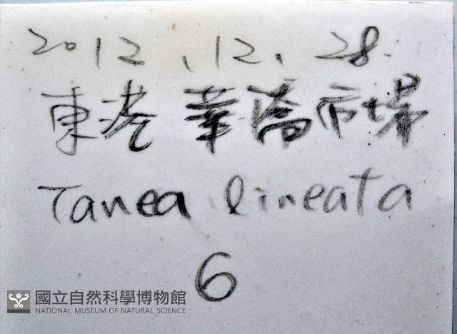 細紋玉螺藏品圖，第11張