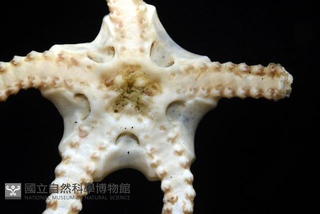 未知種衣笠蔓蛇尾藏品圖，第11張