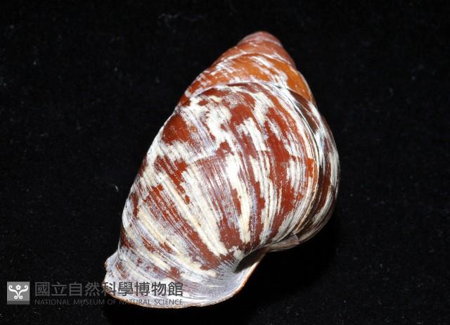 雲嬌蝸牛藏品圖，第11張