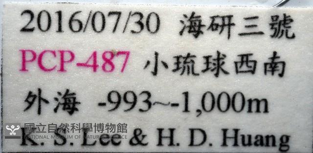 未知種棘鎧蝦藏品圖，第11張