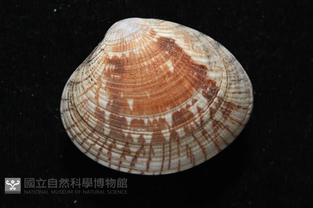 歧紋簾蛤藏品圖，第11張