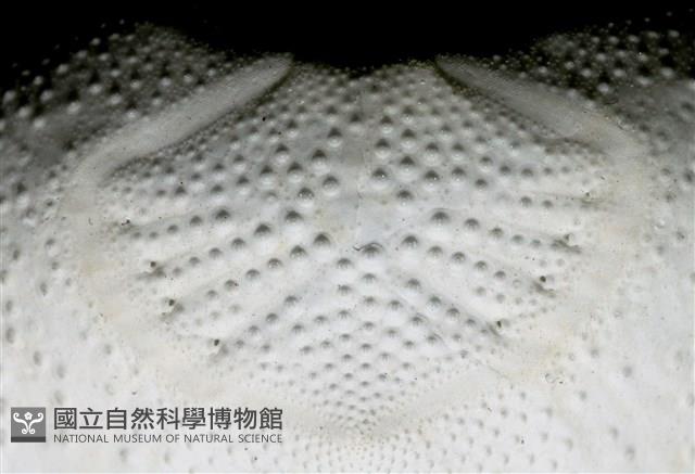心形海壺藏品圖，第11張