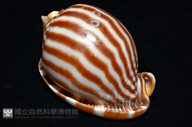 條紋鬘螺藏品圖，第10張