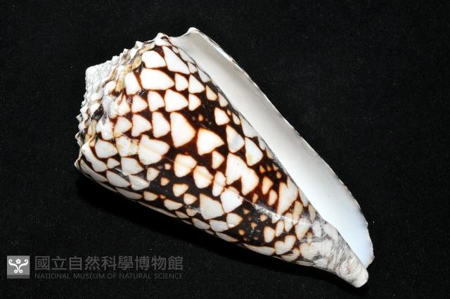 花巾芋螺藏品圖，第11張