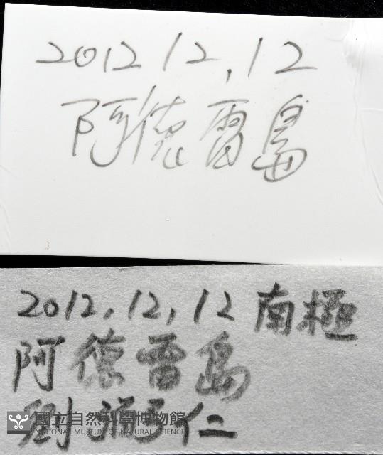 橢圓薄殼蛤藏品圖，第11張