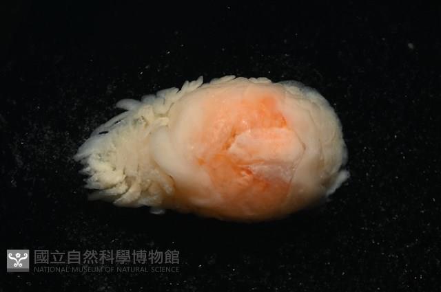 逆背阿波羅鰓虱藏品圖，第11張