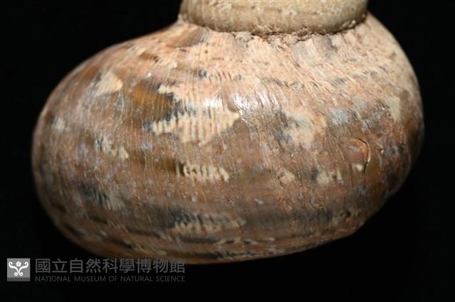 芮氏蠑螺藏品圖，第11張