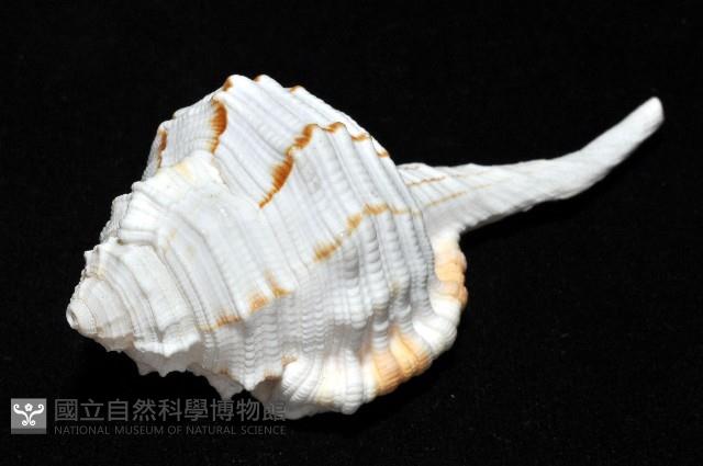 玉女象法螺藏品圖，第11張