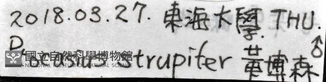 毛垛兜蠅虎藏品圖，第11張