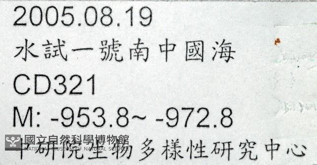 未知種薄膜海星藏品圖，第11張