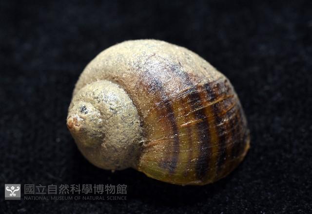福壽螺藏品圖，第11張