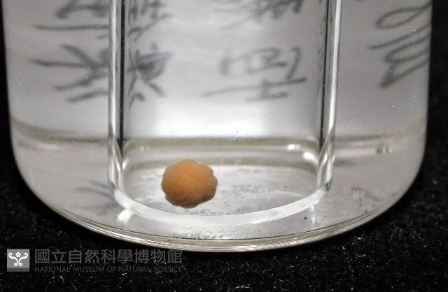 未知種海葵(海葵目)藏品圖，第11張