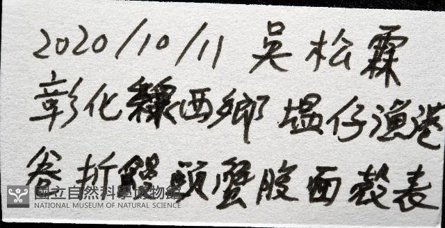 斧板茗荷藏品圖，第11張