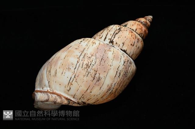 霧花鳳螺(華南鳳螺)藏品圖，第11張