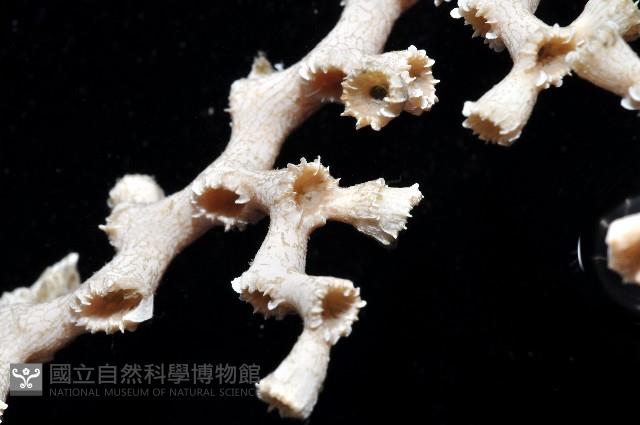 枝狀多目珊瑚藏品圖，第11張