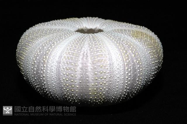 白棘三列海膽藏品圖，第11張