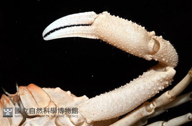 仿泡粒長螯蟹藏品圖，第11張