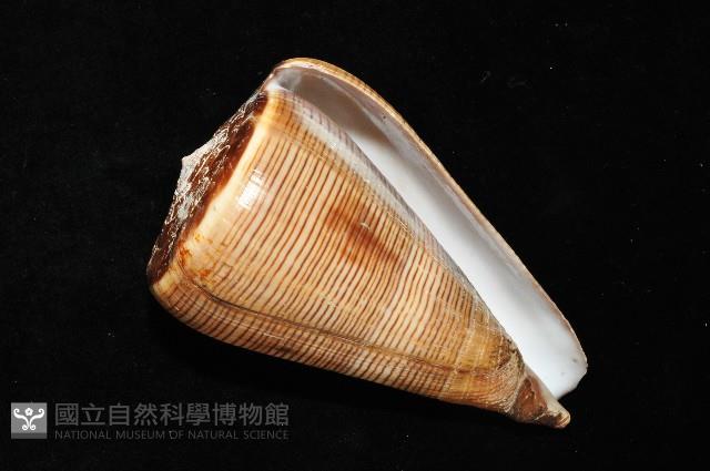 登錄號:007819-00057藏品圖，第11張