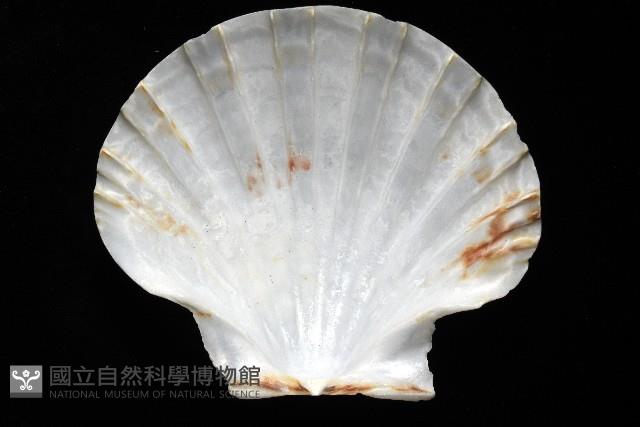 白碟海扇蛤藏品圖，第11張