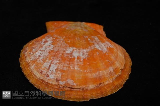 疏鱗海扇蛤藏品圖，第11張
