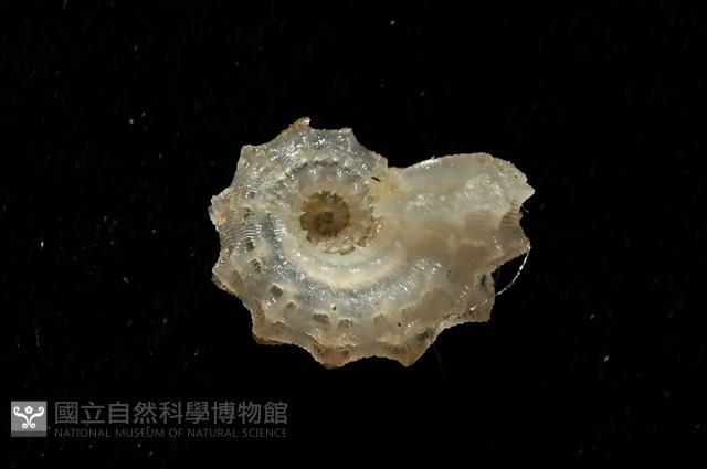 菲律賓花冠螺藏品圖，第11張