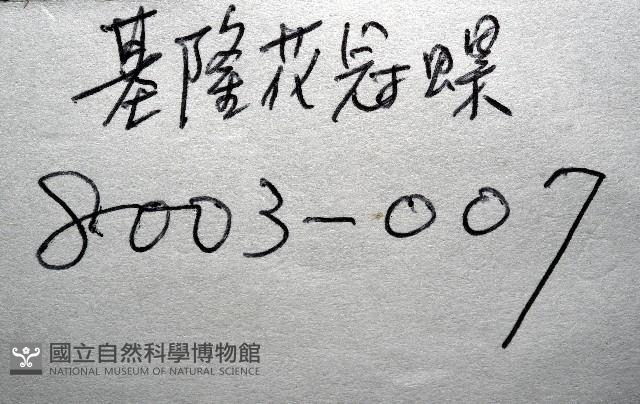 基隆花冠螺藏品圖，第11張