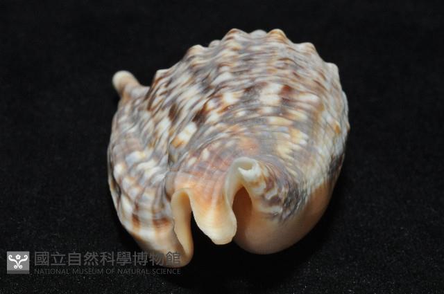 金袖鳳凰螺藏品圖，第11張