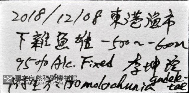 小甲小鎧茗荷藏品圖，第11張