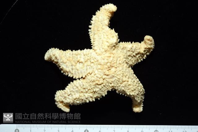 未知種海盤車藏品圖，第11張