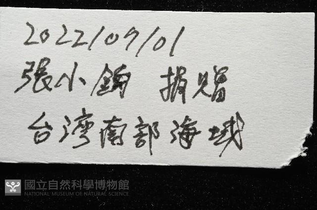 未知種角孔海膽藏品圖，第11張