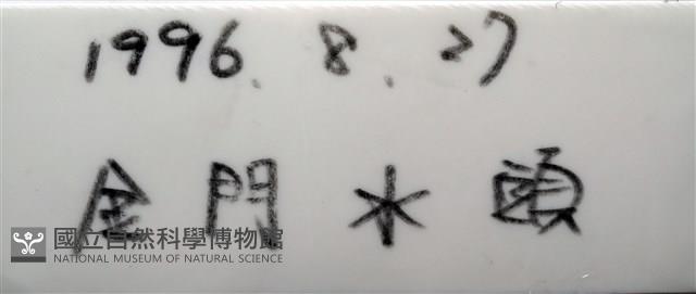 雷氏餅海膽藏品圖，第11張