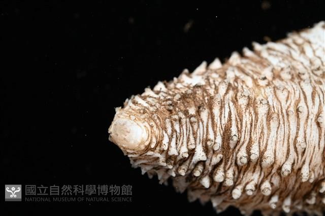 未知種尻參藏品圖，第11張