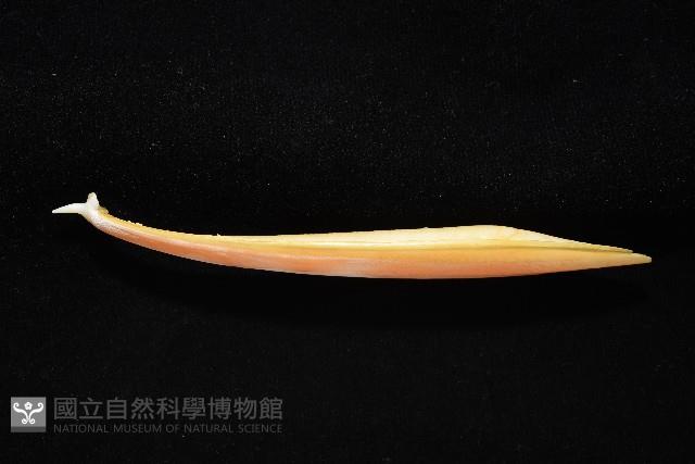 細腕(狹足)烏賊藏品圖，第11張