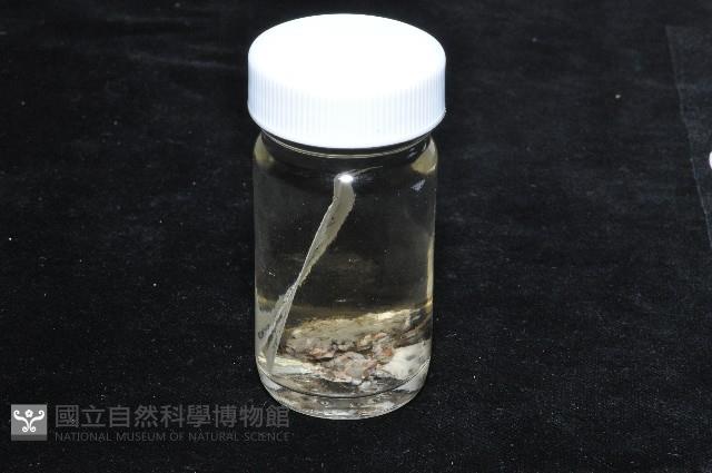 未知種蛇螺藏品圖，第11張