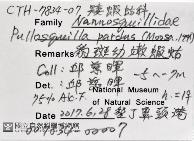 豹斑幼嫩蝦蛄藏品圖，第11張