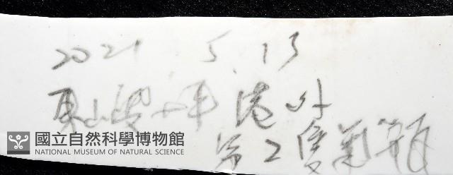 錦疣蛇尾藏品圖，第11張