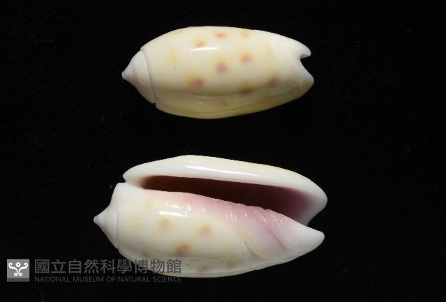 棋盤榧螺藏品圖，第11張