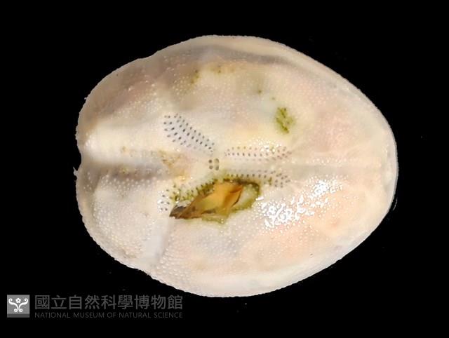 呂宋沐海壺藏品圖，第11張