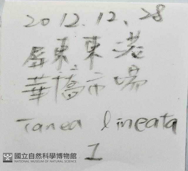細紋玉螺藏品圖，第11張